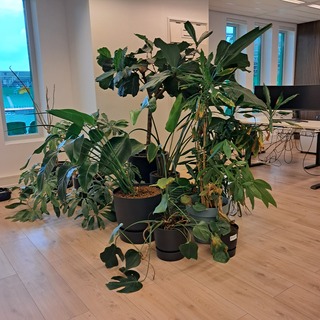Ca. 10x Plant in pot
