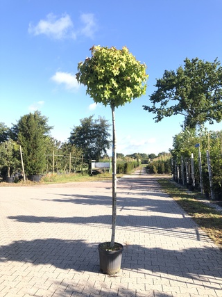 4x Amberboom Liquidambar ‘Gum Ball’, Bolboom, Herfstverkleuring, ca. 2