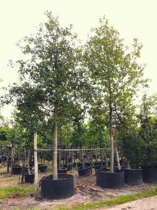 2x Zomereik Quercus robur, ca. 7 m hoog