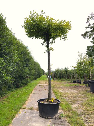2x Japanse notenboom Ginkgo biloba, Dakboom, Gele herfstkleur, ca. 250