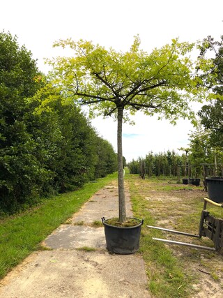 2x Moeraseik Quercus palustris, Dakboom, ca. 220 cm stamhoogte