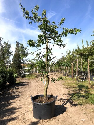 4x Kersenboom Prunus ‘Kordia’, Fruitgaardboom, Vruchtdragend, ca. 3 m