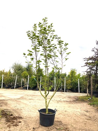 3x Beverboom Magnolia ‘Yellow River’, Meerstammig, Zachtgele bloei, ca