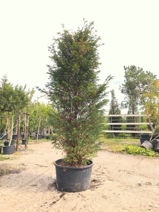 2x Venijnboom Taxus baccata, Haagplant, Wintergroen, ca. 300 cm hoog