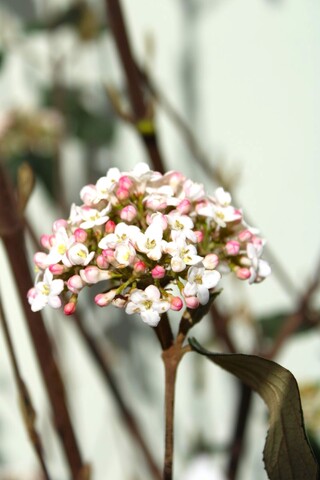 Sneeuwbal Viburnum burkwoodii, Meerstammig, Semi wintergroen, ca. 250
