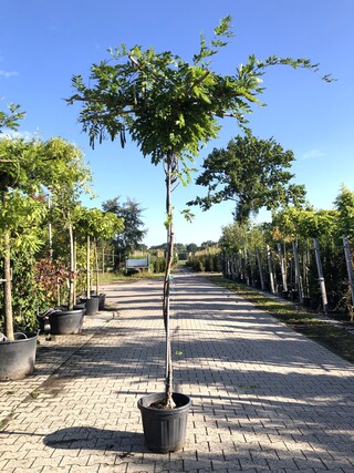2x Witteregen Wisteria ‘Alba’, Dakboom, Witte bloei, ca. 220 cm stamho