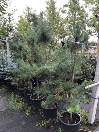 5x Grove den Pinus sylvestris, Naaldboom, Wintergroen, ca. 150 cm hoog