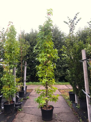 2x Amberboom Liquidambar ‘Slender Silhouette’, Zuilvorm, Herfstverkleu