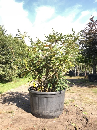 Mahonie Mahonia aquifolium, Meerstammig, Gele bloei, ca. 150 cm
