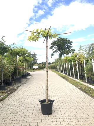 2x Witte moerbei Morus ‘Fruitless’, Dakboom, ca. 200 cm stamhoogte