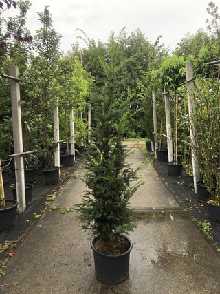20x Venijnboom Taxus baccata, Haagplant, Wintergroen, ca. 7 m1 haag