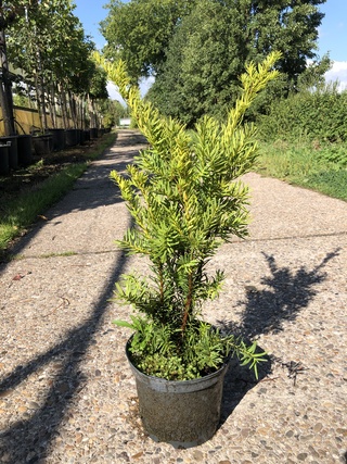 250x Venijnboom Taxus ‘Densiformis’, Haagplant, Wintergroen, ca. 50 m1