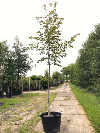2x Winterlinde Tilia cordata, ca. 4 m hoog