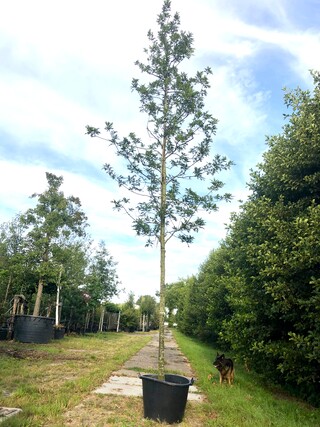Moeraseik Quercus palustris, Roodoranje herfstkleur, ca. 6 m hoog