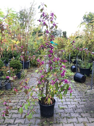 3x Schoonvrucht Callicarpa ‘Profusion’, Sierheester, Paarse bloei, ca.