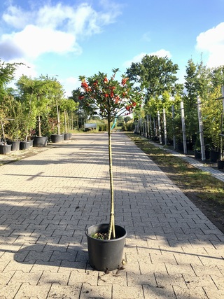 3x Hulst Ilex aquifolium, Bolboom, Wintergroen, ca. 125 cm hoog