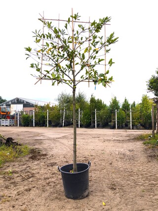 2x Laurierkers Prunus ‘Novita’, Leiboom, Wintergroen, ca. 180 cm stamh