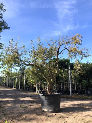 Parelstruik Exochorda ‘The Bride’, Karakterboom, Witte bloei, ca. 200