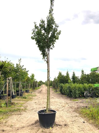 3x Japanse sierkers Prunus ‘Kanzan’, Bloesemboom, Dieproze bloei, ca.