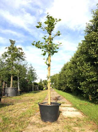 Plataan Platanus hispanica, Karakterboom, ca. 4 m hoog
