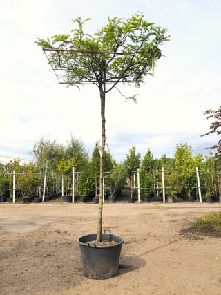 2x Valse Christusdoorn Gleditsia ‘Sunburst’, Dakboom, Geelgroen blad,