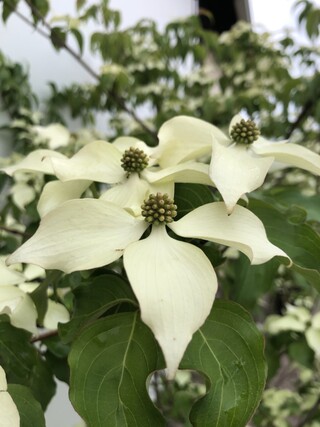 Japanse kornoelje Cornus kousa chinensis, Meerstammig, Witte bloei, ca