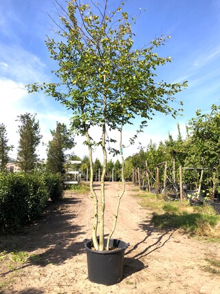 3x Haagbeuk Carpinus betulus, Meerstammig, ca. 4 m hoog