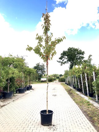2x Japanse sierkers Prunus s. ‘Kanzan’, Bloesemboom, Dieproze bloei, c