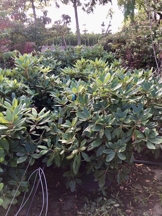12x Rododendron Rhododendron ‘Catawbiense Boursault’, Sierheester, Paa