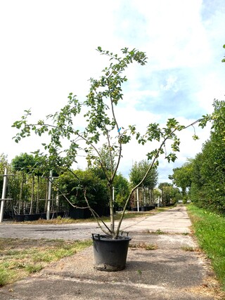 2x Sierappel Malus ‘Red Sentinel’, Meerstammig, Rode sierappeltjes, ca