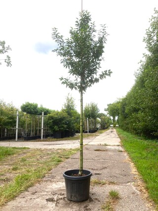 4x Portugese laurier Prunus ‘Angustifolia’, Leigeschikt, Wintergroen,
