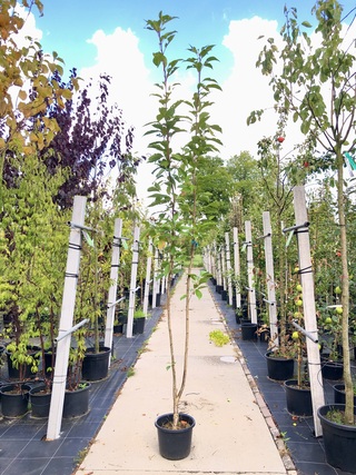 3x Japanse sierkers Prunus ‘Amanogawa’, Zuilvorm, Roze bloei, ca. 2 m