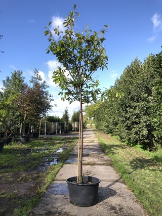 2x Laurierkers Prunus ‘Novita’, Leigeschikt, Wintergroen, ca. 4 m hoog