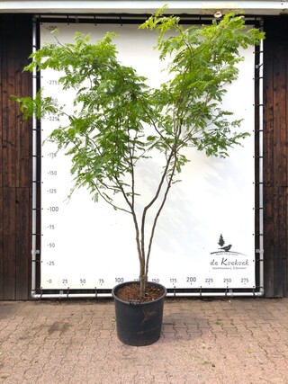 Valse Christusdoorn Gleditsia ‘Sunburst’, Meerstammig, ca. 350 cm hoog