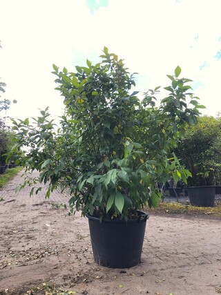 2x Specerijstruik Calycanthus floridus, Sierheester, ca. 175 cm