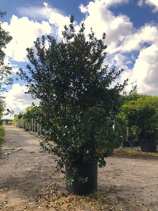2x Hulst Ilex ‘Blue Prince’, Solitair, Wintergroen, ca. 250 cm hoog