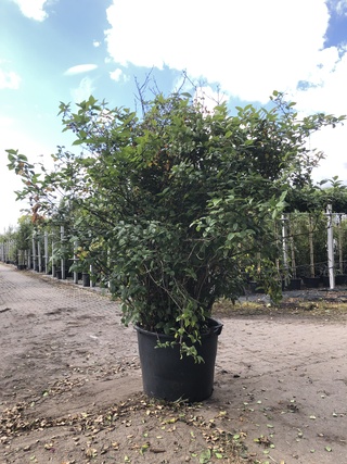 2x Specerijstruik Calycanthus floridus, Sierheester, ca. 175 cm