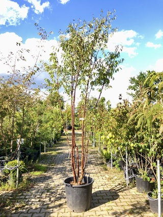 Tibetkers Prunus serrula, Meerstammig, Roodbruine stam, ca. 350 cm hoo