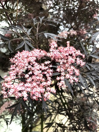 Zwarte vlier Sambucus ‘Black Lace’, Meerstammig, Roodbladig, ca. 150 c