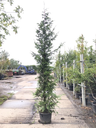 3x Reuzenlevensboom Thuja ‘Can-Can’, Haagplant, Wintergroen, ca. 250 c