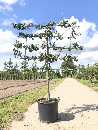 2x Perenboom Pyrus ‘Conference’, Leiboom, Vruchtdragend, ca. 100 cm st