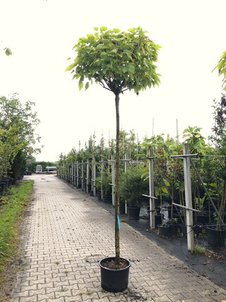 4x Trompetboom Catalpa ‘Nana’, Bolboom, ca. 220 cm stamhoogte
