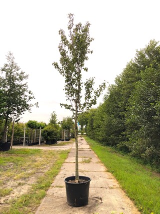 Perenboom Pyrus ‘Doyenne du Comicé’, Fruitboom, ca. 4 m hoog