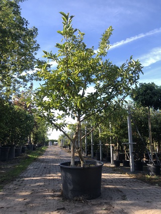 Magnolia Magnolia ‘Betty’, Meerstammig, Roze bloei, ca. 250 cm hoog