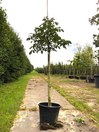 Walnotenboom Juglans ‘Chandler’, Vruchtboom, ca. 2 m hoog