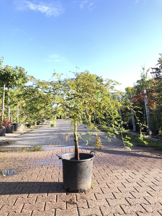 2x Japanse esdoorn Acer ‘Dissectum’, Prieelboom, ca. 125 cm hoog