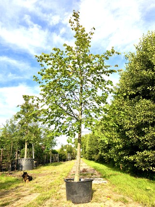 Koningslinde Tilia ‘Pallida’, ca. 5 m hoog
