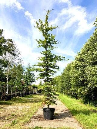 2x Beuk Fagus sylvatica, ca. 5 m hoog