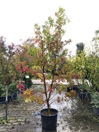 2x Amberboom Liquidambar styraciflua, Meerstammig, Herfstverkleuring,
