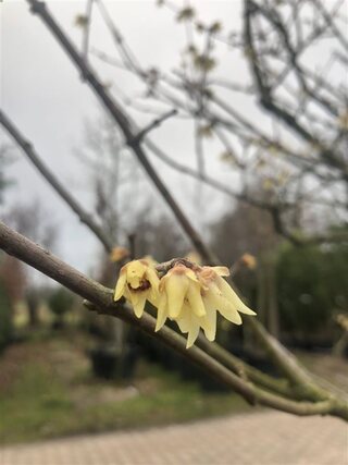 Winterzoet Chimonanthus preacox, Meerstammig, Zachtgele bloei, ca. 350